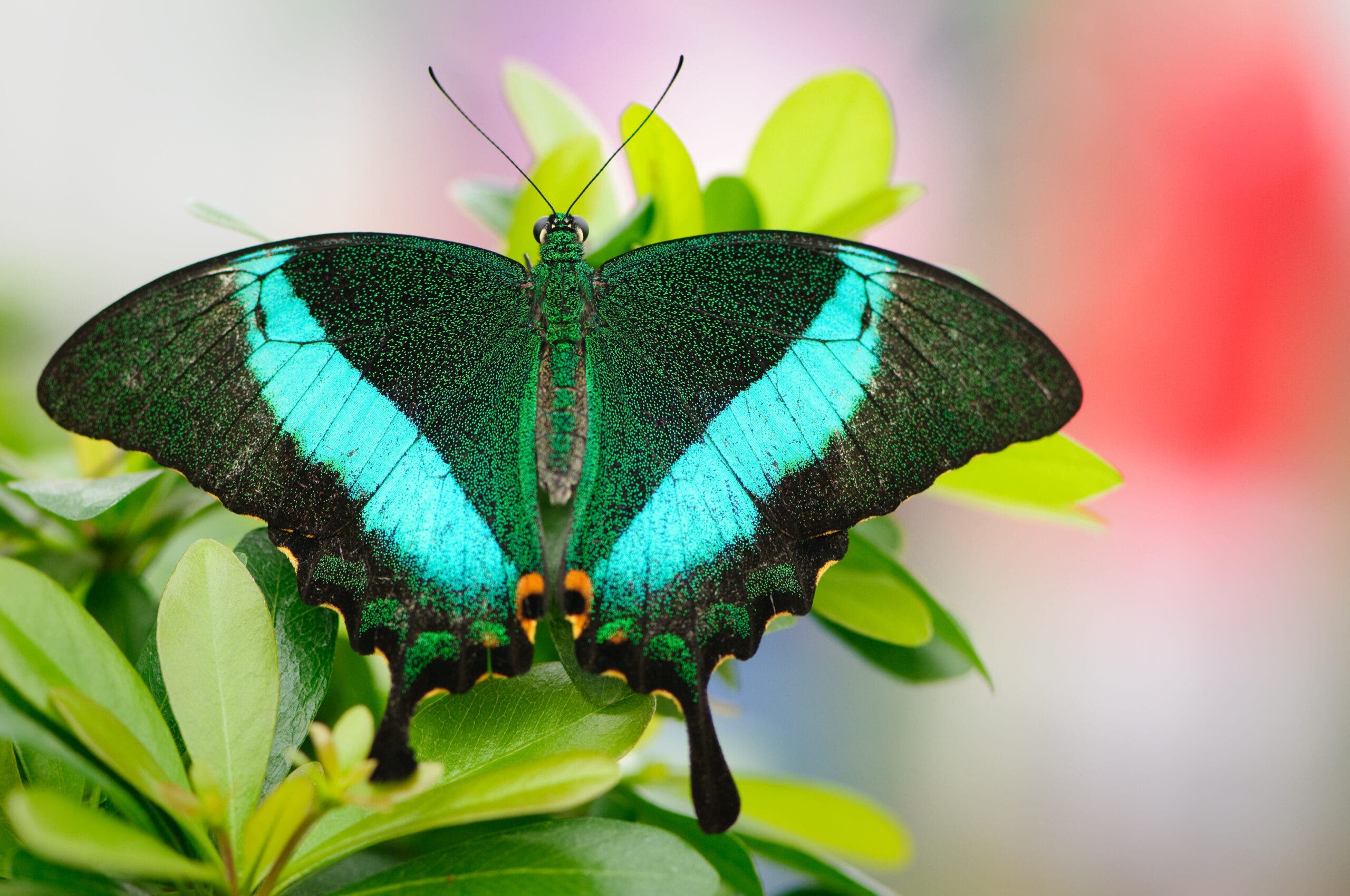 Butterfly Pavilion's Butterfly Ball Colorado