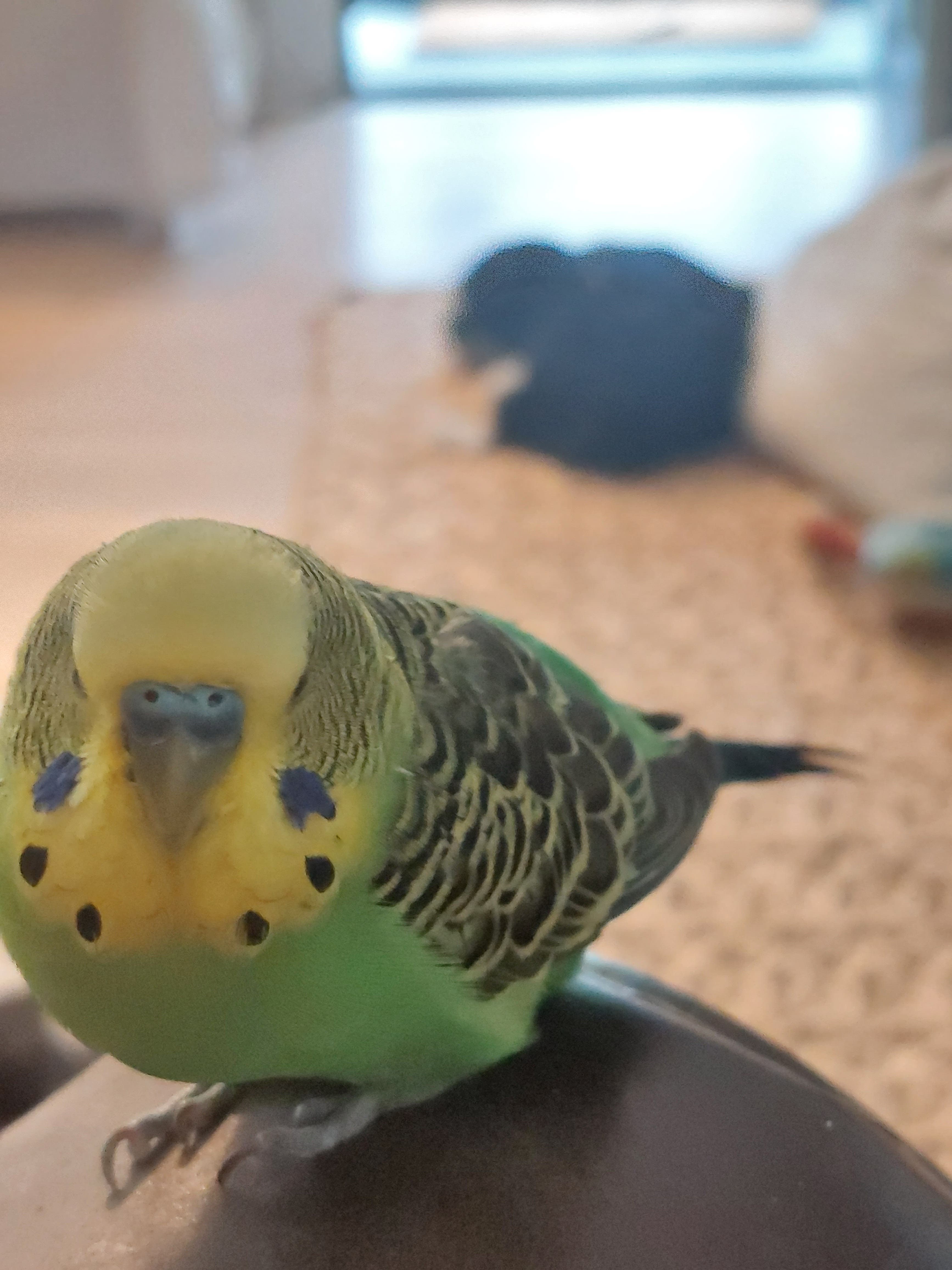 Lost green parakeet on March 4