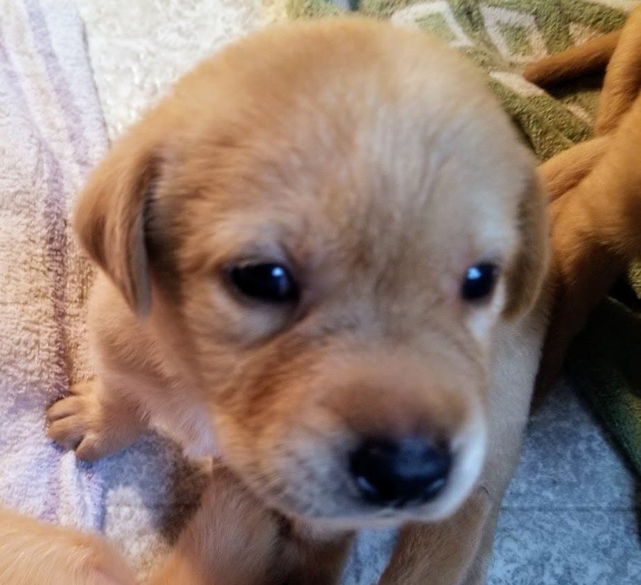 Yellow Lab puppy to add a furry friend to your life