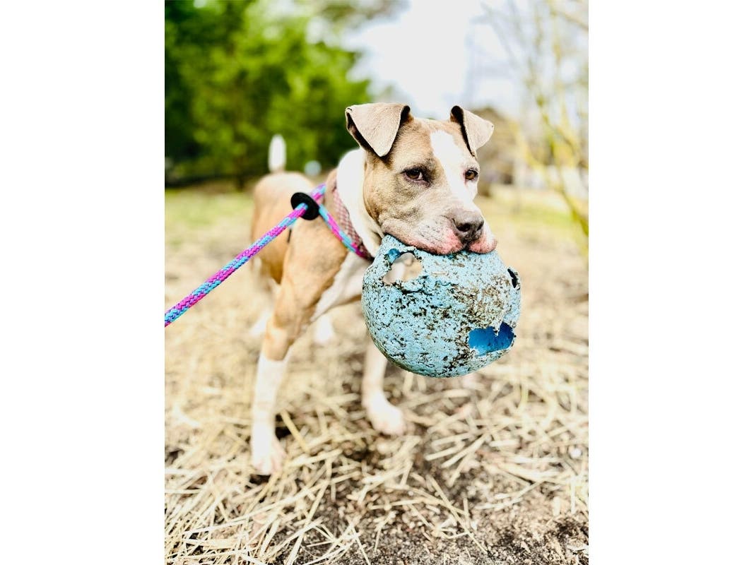 Pup Of The Week: 'Magnificent' Mocha Of The Babylon Animal Shelter