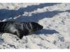 Members of Manetuck Elementary's community in the West Islip Union Free School District celebrated the release of two rehabilitated seals. 