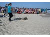 The two rehabilitated seals returned back to the ocean at Robert Moses Beach on June 20.