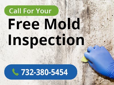 Mold Removal New Jersey & Basement Waterproofing Specialists