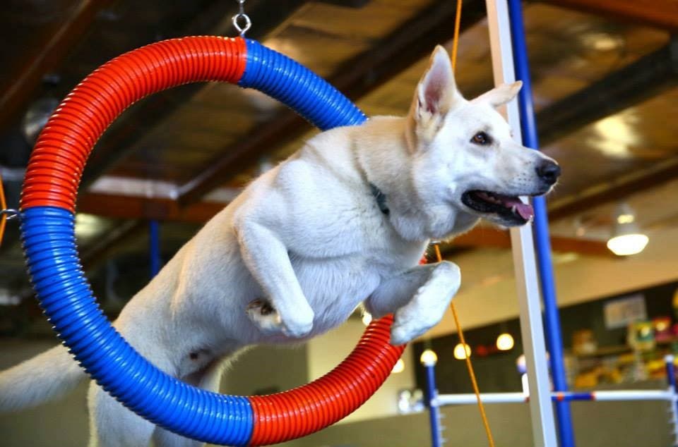 Zoom Room Dog Training Makes its Doggy Debut in Lakewood