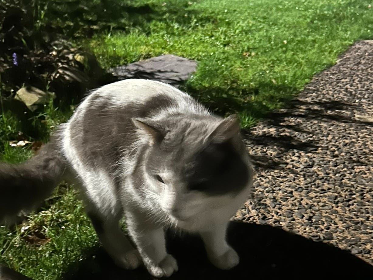 Sweet Cat found Neighborhood behind Starbucks