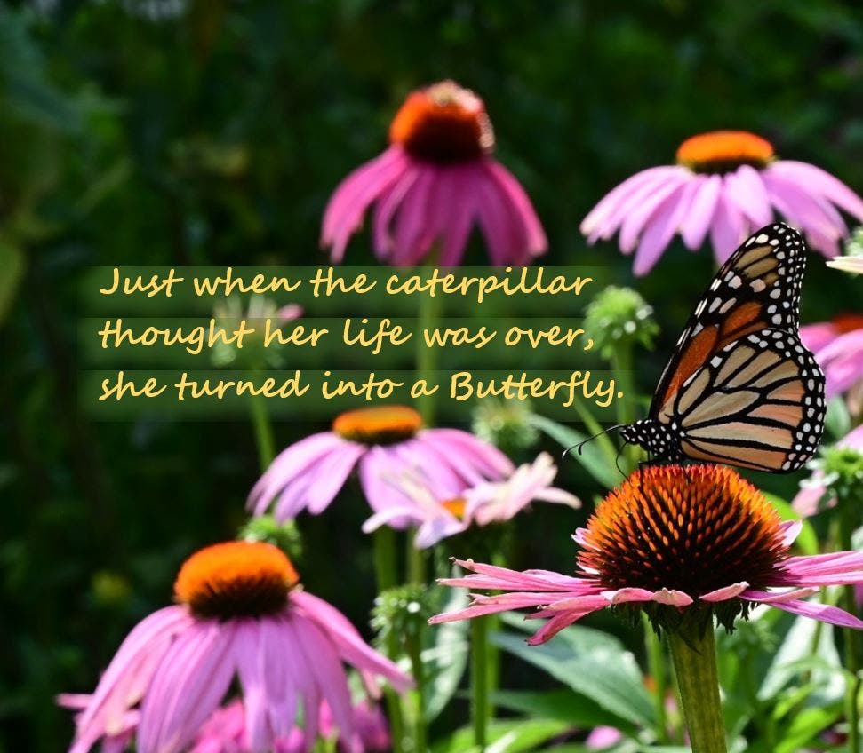 Butterflies: All You Want to Know and More!