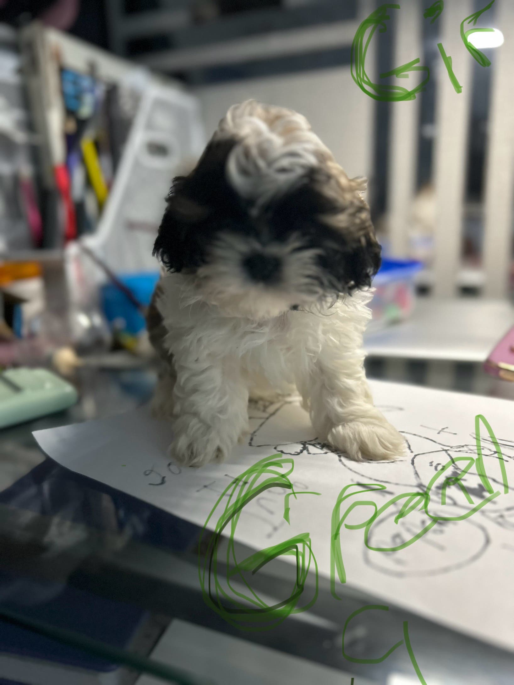 Shih tzu 410-960-5953