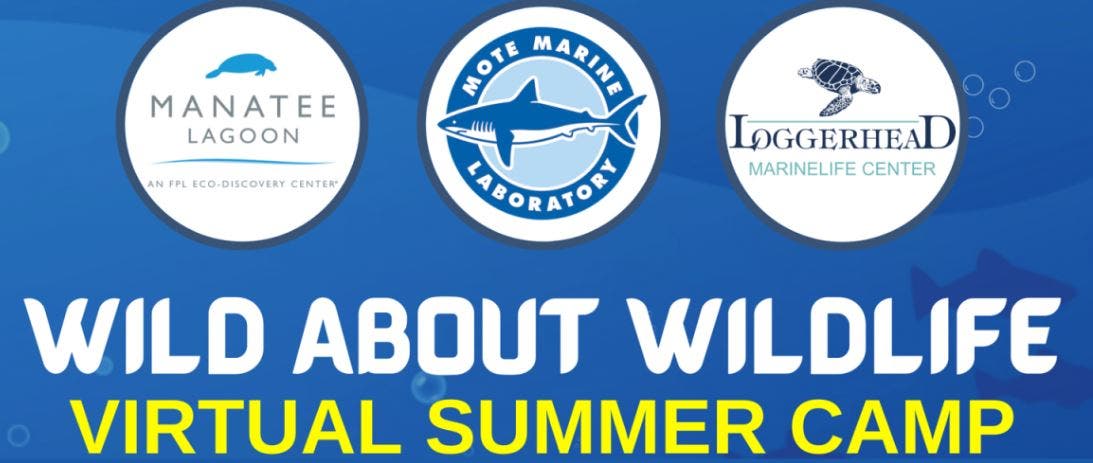 ﻿Wild About Wildlife Virtual Summer Camp