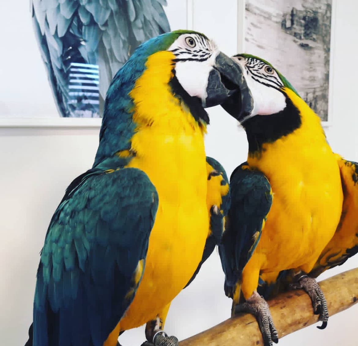 Blue and gold macaw parrots for rehoming!