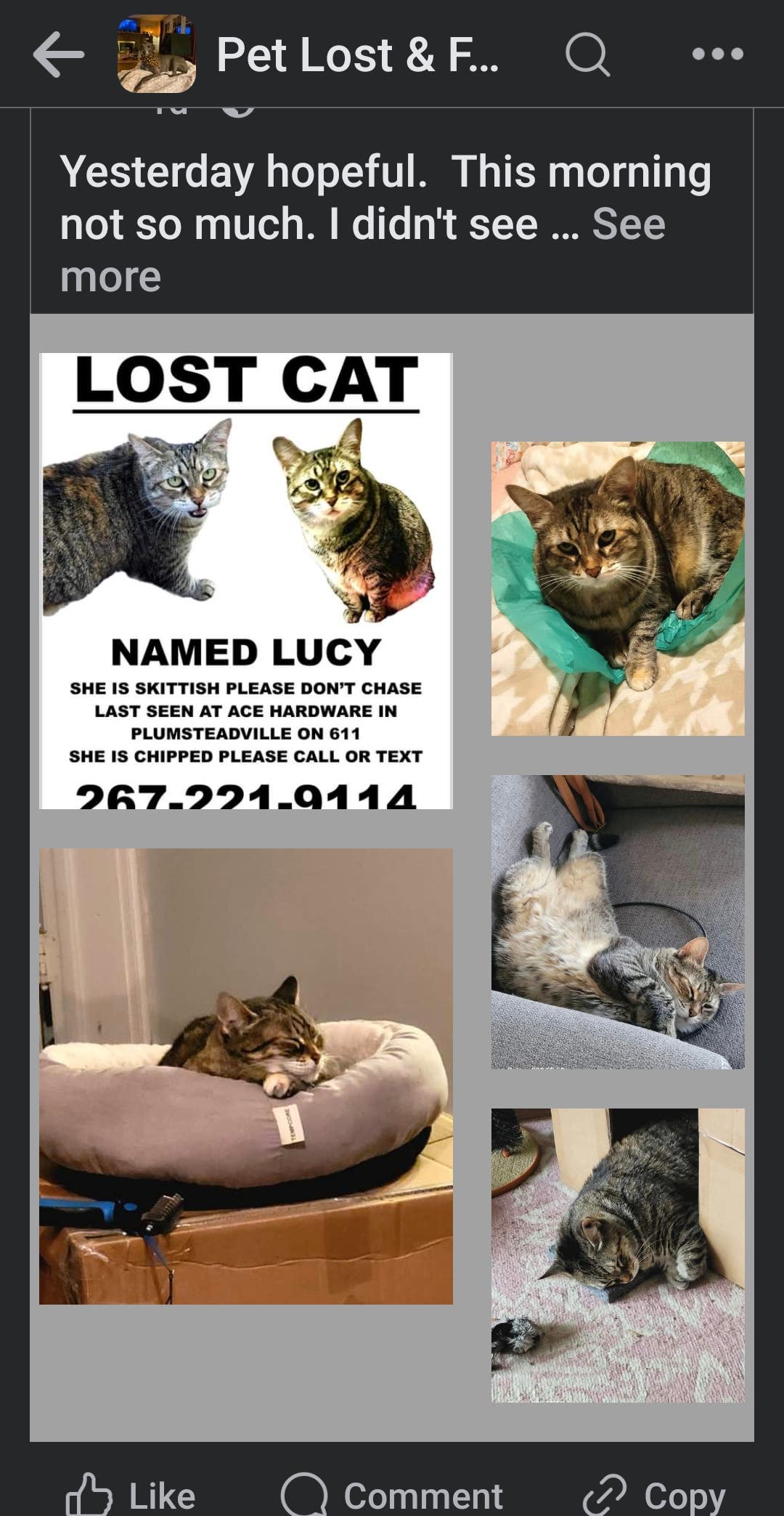 Reward offered for Lucy's return