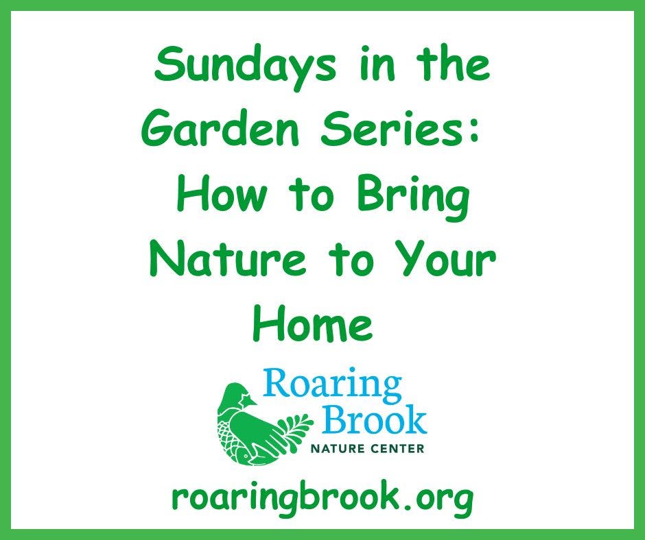Sundays in the Garden- Native Plants: Handsome Is As Handsome Does