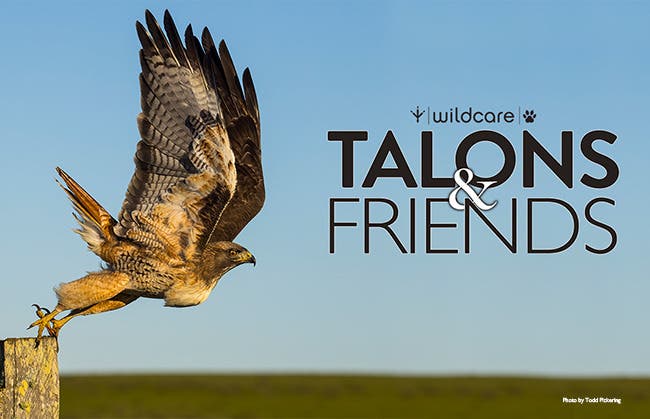 WildCare's Talons & Friends Event at Cavallo Point
