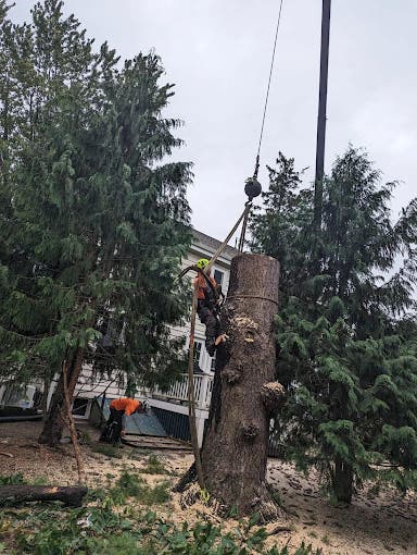 Expert Tree Services in Waltham MA: Enhance Your Landscape Today