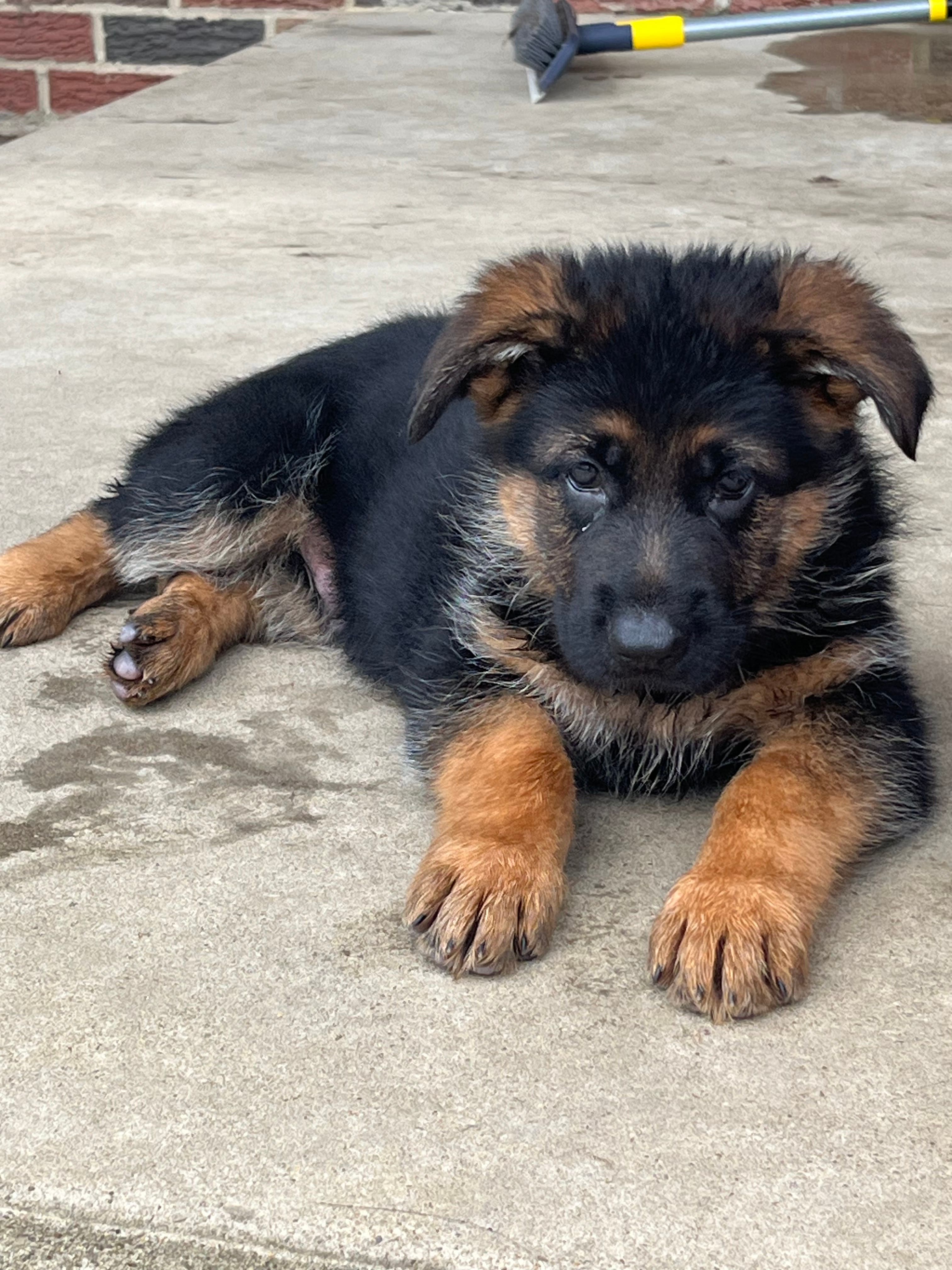 AKC West Showline German Shepherd Puppies