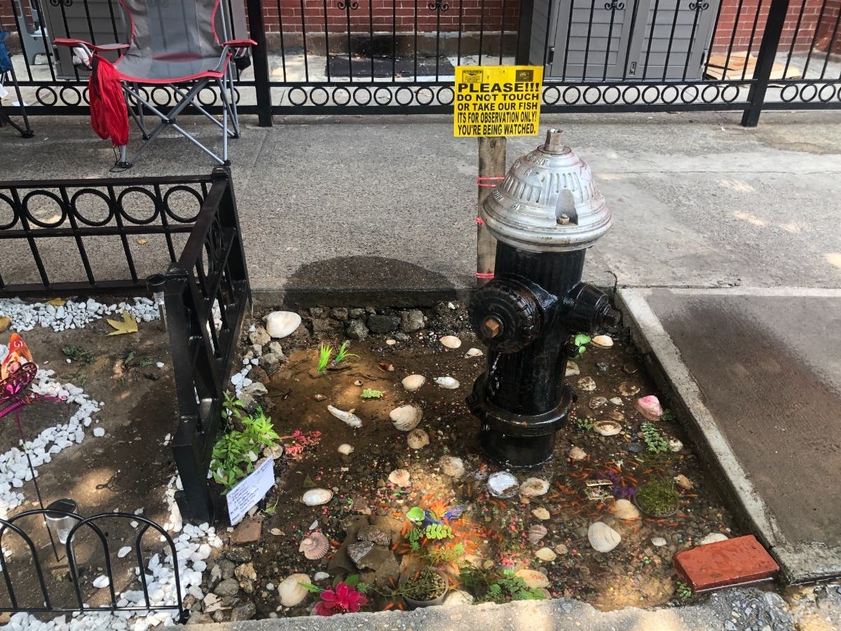 Makeshift Bed-Stuy Fish Pond Supporters Pool More Than $2K