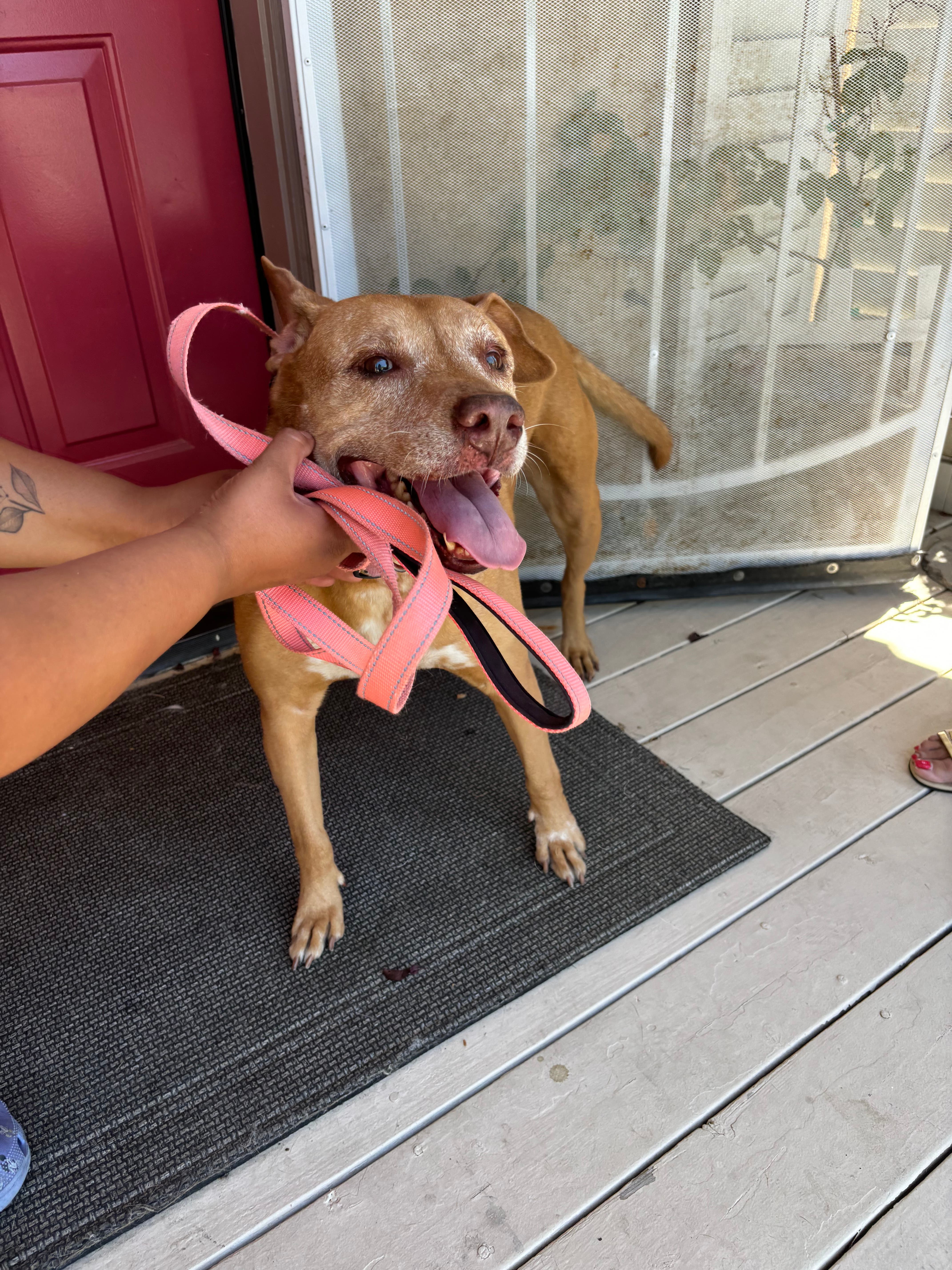 Found Female Lab/ Pit Mix Older Tan Dog