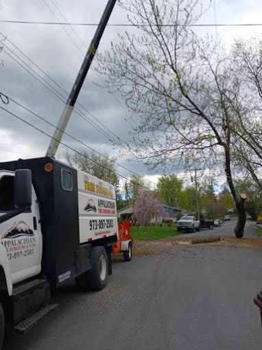 The Vital Role of Tree Service Companies in Urban and Rural Landscapes