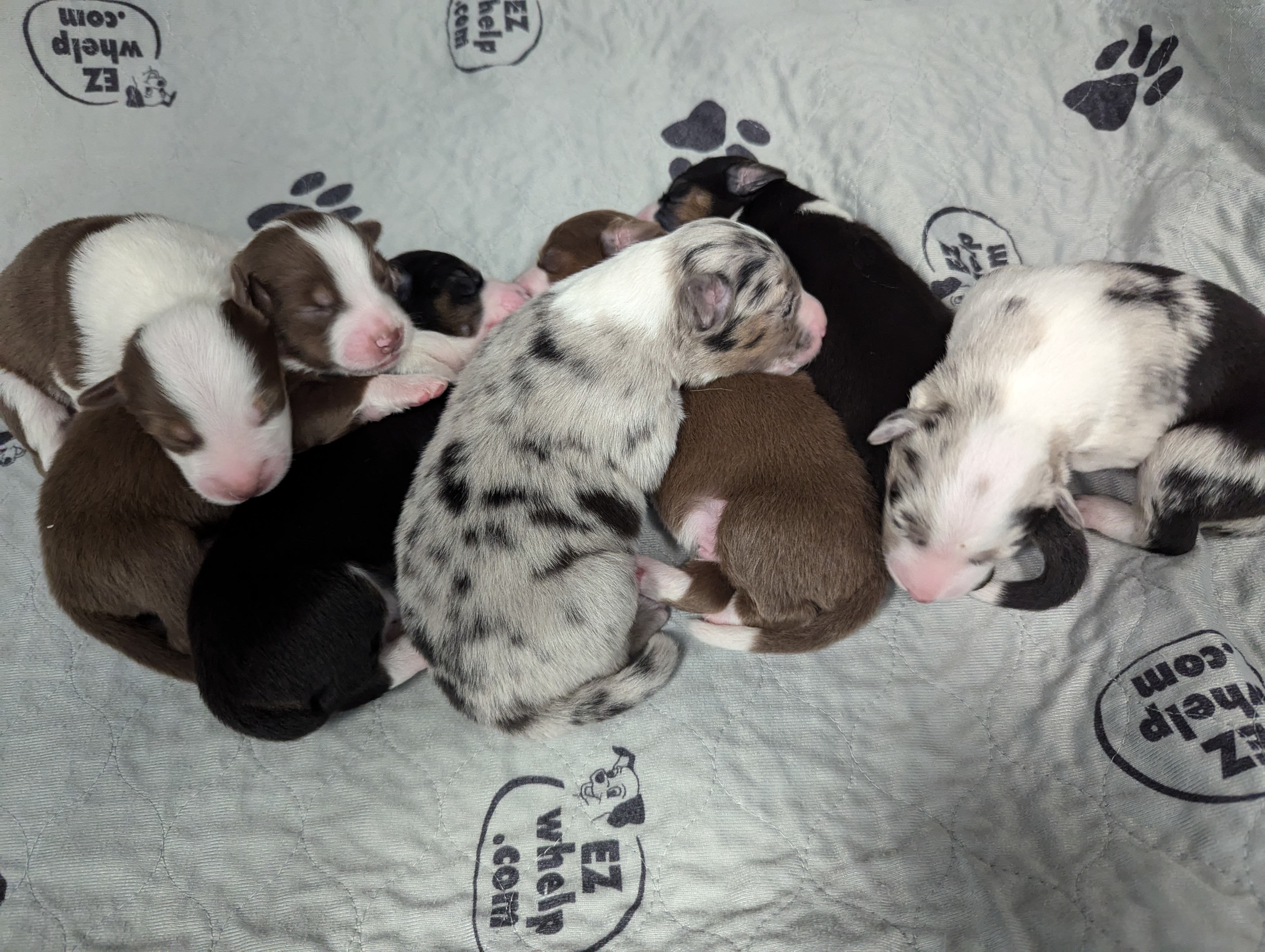 AKC Australian Shepherd Puppies