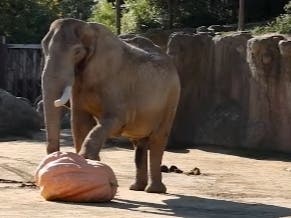 🐘 Smashing Pumpkins Elephant Style + War Vet's Funeral Fiasco Exposed