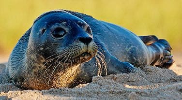 https://patch.com/img/cdn20/users/3088358/20170213/032905/styles/raw/public/article_images/great_shot_of_seal_being_released_on_beach_h-1487017669-4302.jpg