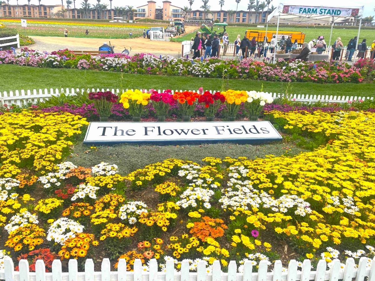 Take a short drive to Carlsbad to see the blooming Flower Fields