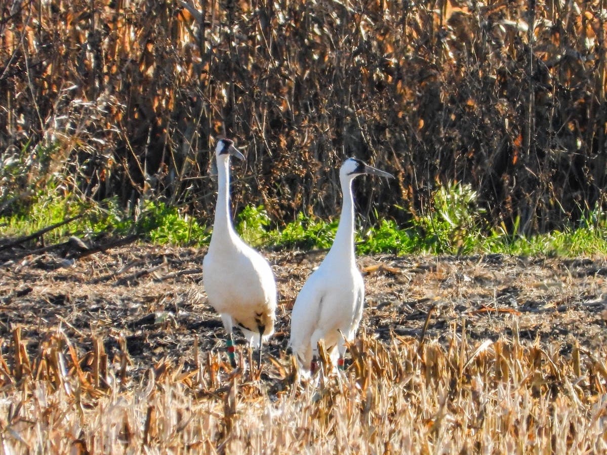 Forest preserve district officials say there are less than 800 Whooping Cranes in the world. 