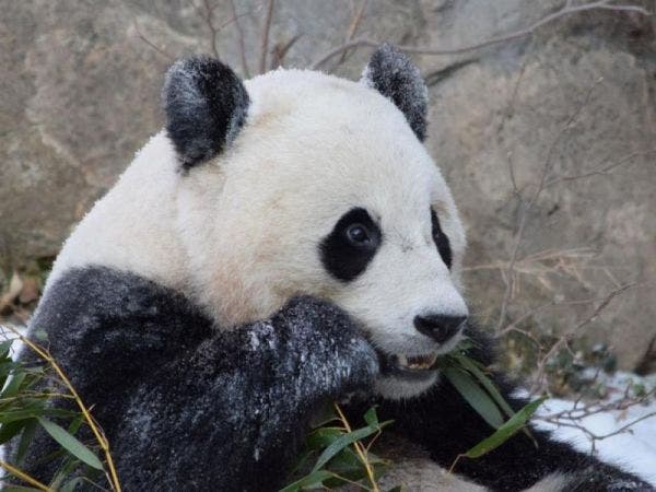 Bao Bao Farewell Video | $100K Lottery Winner | Russian Spy Ship Spotted | News Nearby