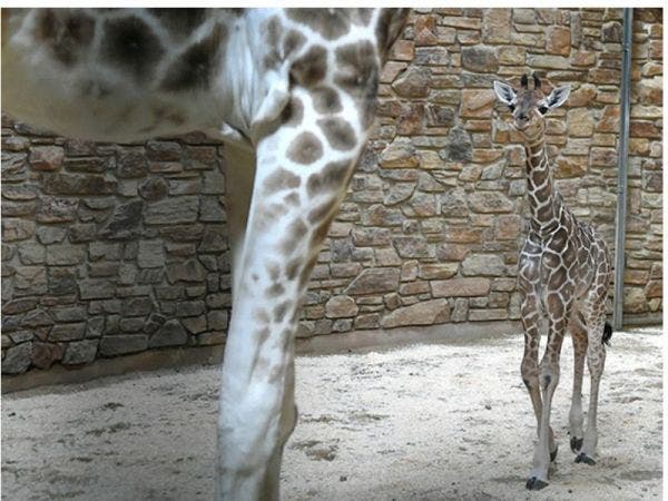 'Day Without Immigrants' Hits Businesses | Zoo Welcomes Baby Giraffe | Tax Free Weekend Deals | News Nearby