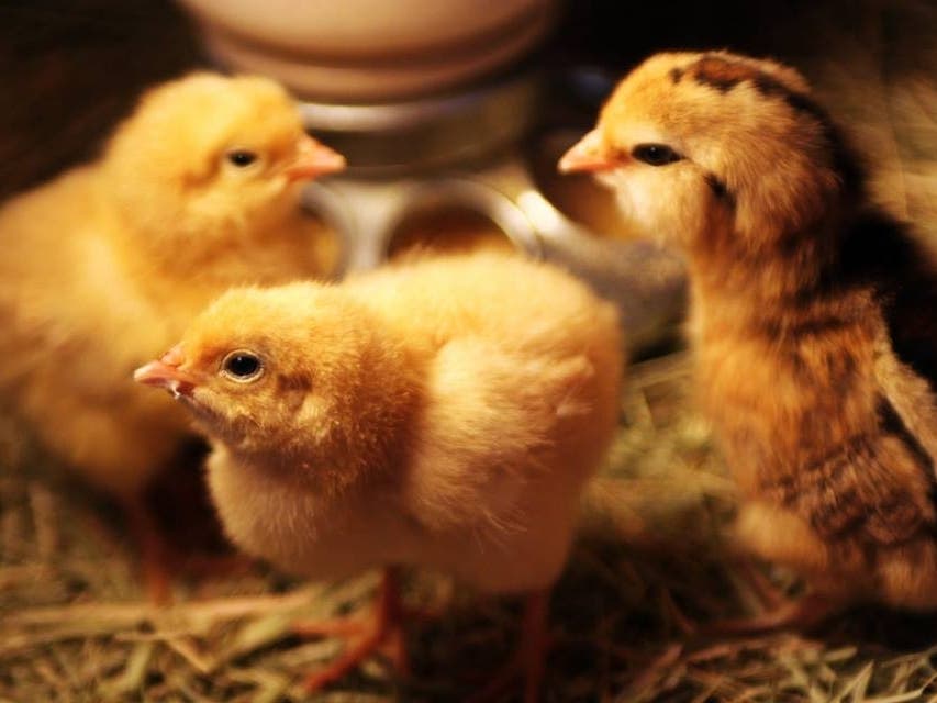 More than 100 varieties of baby poultry will be available during the event at Hawthorne Country Store locations in Escondido, Fallbrook and Santee. 