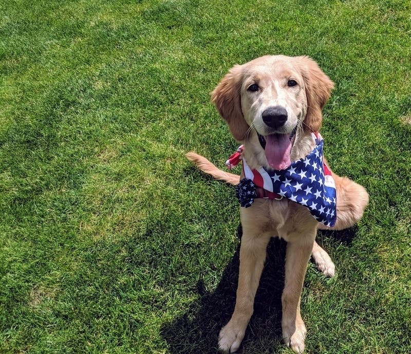 Help Fairfax City animals find their forever homes during Clear the Shelters Day Aug. 17.