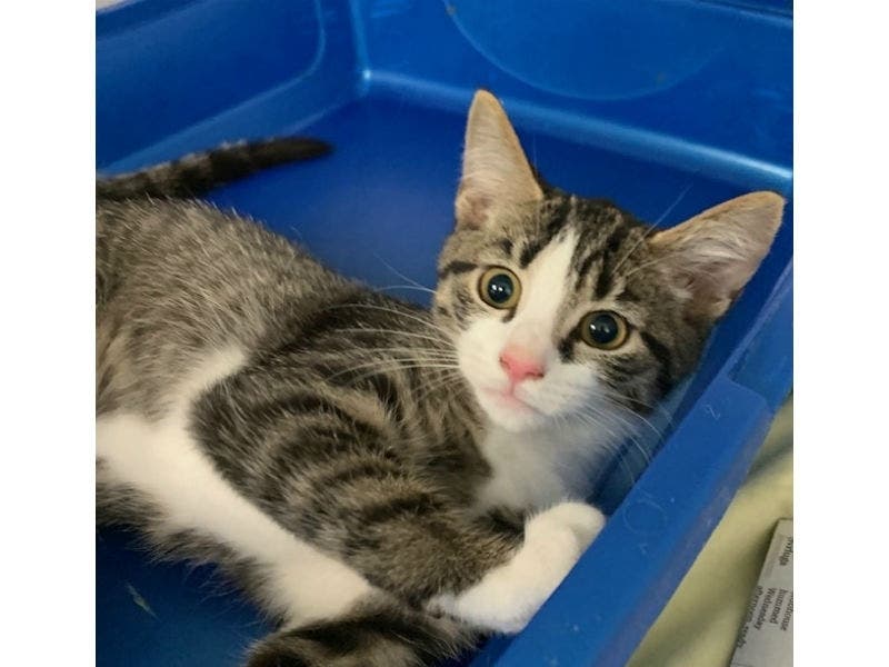 Betty is one of several cats available for adoption this weekend at Pet Supplies Plus in Fairfax City.