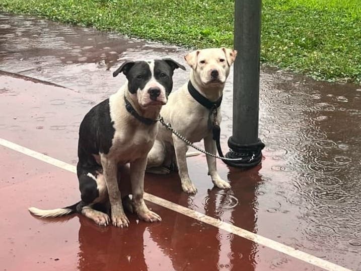 2 Dogs Found Abandoned, Tied To Pole In Manchester 