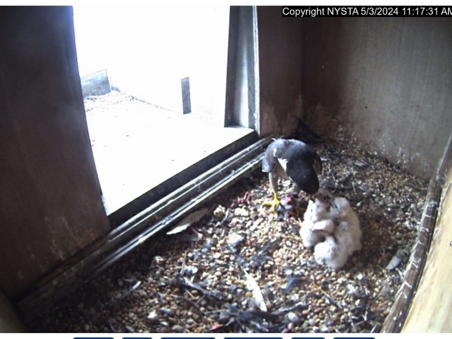 Names for the four falcon chicks can be submitted up to May 10.