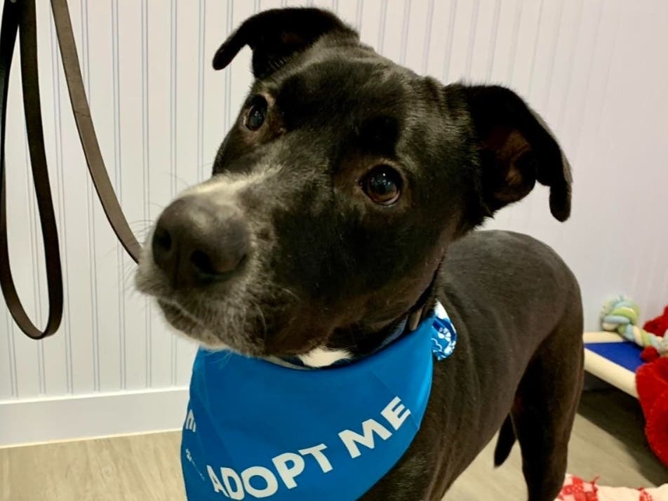 Konny looks so sweet in his blue bandanna.