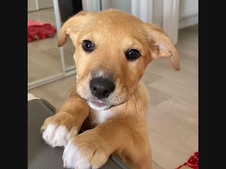 Whitney is a 4-month-old Lab mix.  