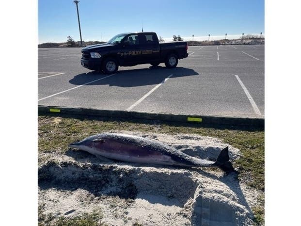 Babylon town crews cleaning up Cedar Beach after the January storm found a dead dolphin. The state DEC took charge of the corpse.