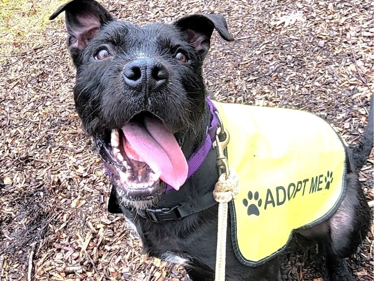 Harry is a 50-pound terrier mix with a big personality.