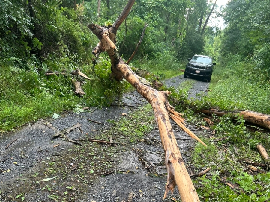 Trees down in Tivoli Bays Wildlife Management Area 