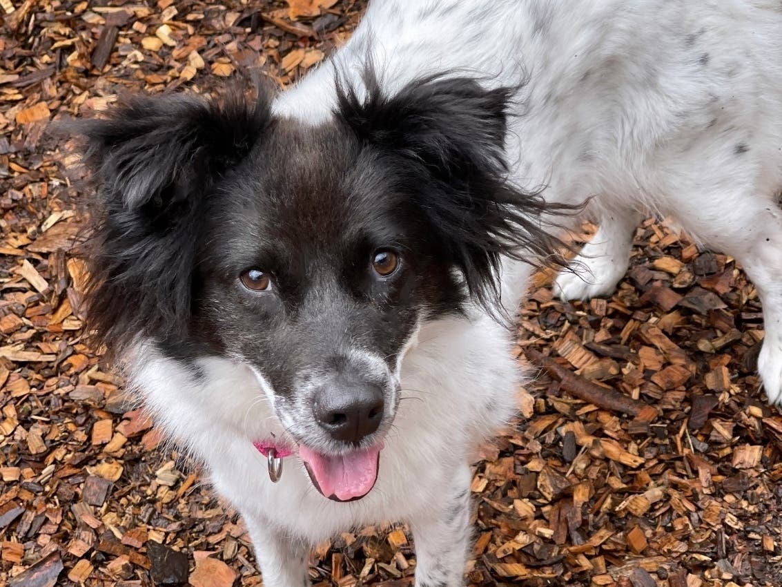 Meet Emmie, a border collie/spaniel mix. 