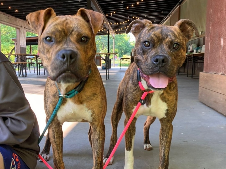 Meet Lewey and Dewey, the happy wiggly brothers. 