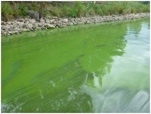 Harmful Algae May Be Present In Allatoona Lake