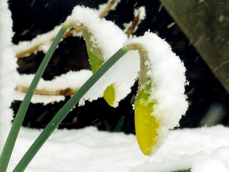 A polar vortex may push into the lower United States in March, bringing with it below-average temperatures for a number of states. Here's the DC and NoVA weather forecast.