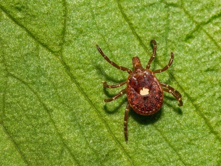 Ticks are a common pest in Virginia and are capable of spreading a host of maladies, including a new meat allergy, the CDC says. This lone star tick is linked to the allergy, while the deer tick or black legged tick causes Lyme disease.