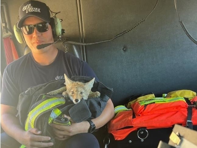 A firefighter from Cal Fire's Station 17 poses for a photo with a rescued coyote pup on Thursday, July 4, 2024.