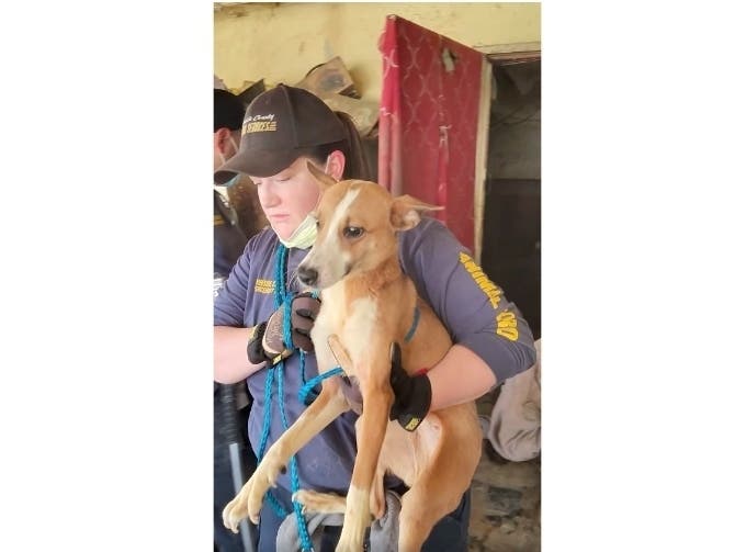 A Riverside County Animal Services staffer carries a dog away from a property where nearly 20 other dogs died from heat and lack of food and water in Thermal on Thursday. 