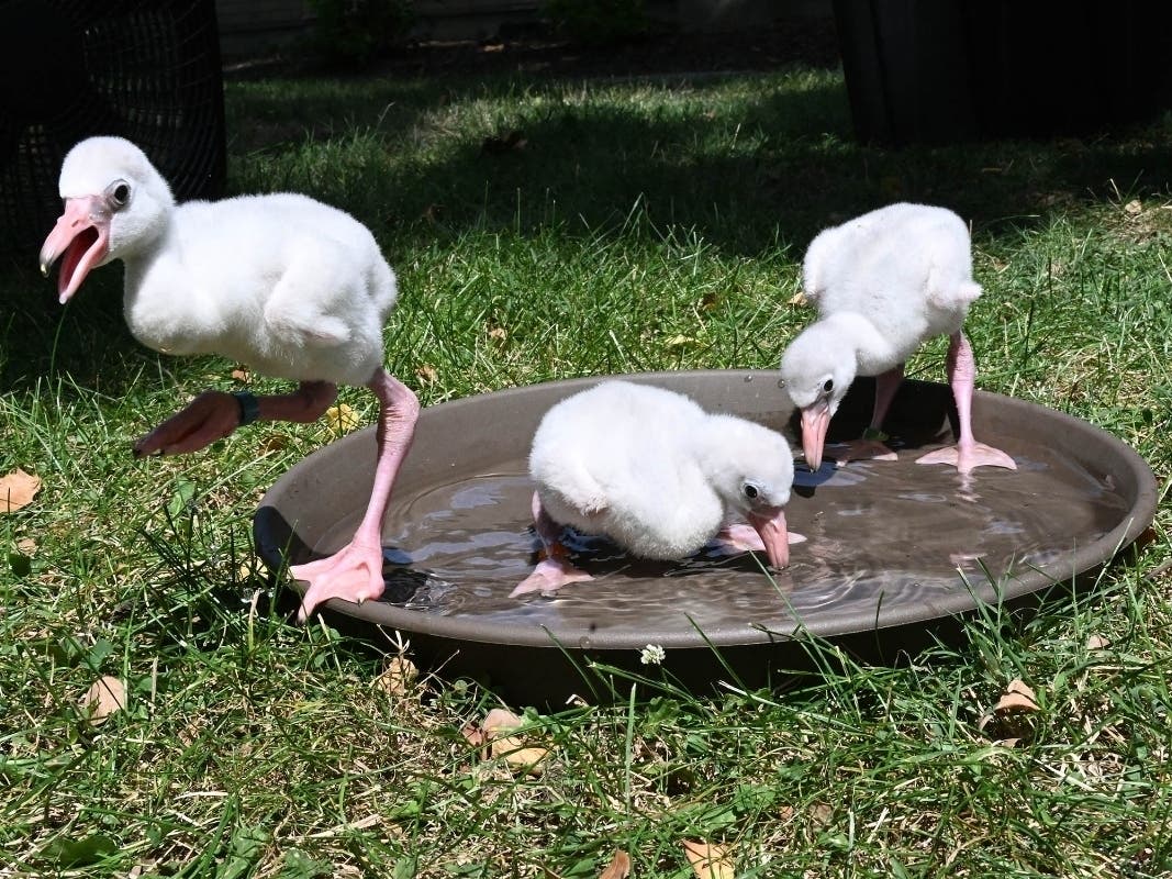 Woman Dies In Balcony Fall | Flamingo Chicks | Human West Nile Case