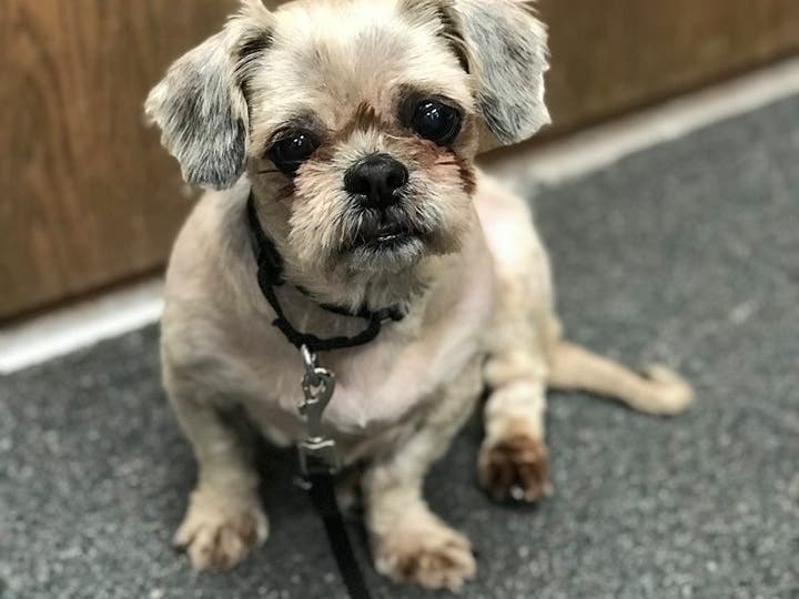 Unexpected Ending For Dog Trapped Under 9 Pounds Of Matted Hair