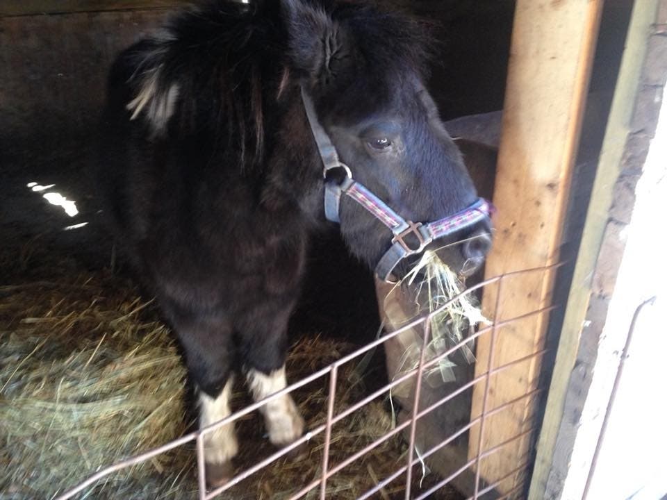 Pepper, A Miniature Horse, Dances To ‘Frosty The Snowman’: Video