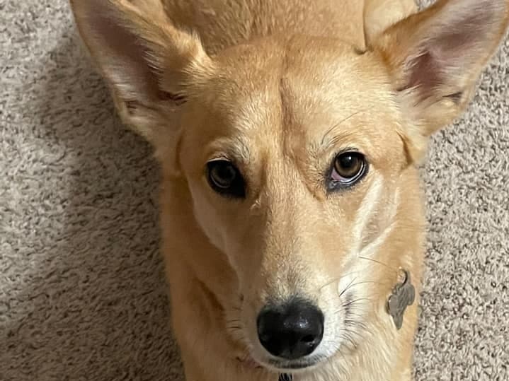 Homer Glen-Lockport Patch reader Marie Manzi invited the rescue dog Goldie into her home at the beginning of the coronavirus pandemic after adopting her from the Tender Loving Care Animal Shelter in Homer Glen, Illinois.