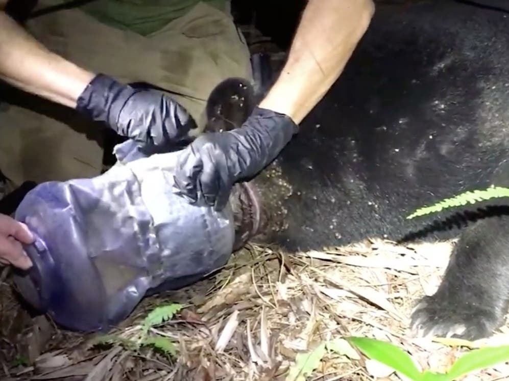 A 250-pound female bear was remarkably healthy after she spent 28 days with her head stuck in a plastic jar. When she was freed this week, gratitude spilled out from wildlife officials, but also from the people whose trash bears sometimes raid.